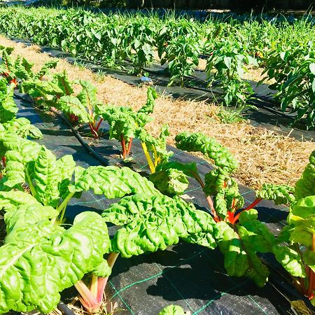 Finca Briabi La Caniza エクステリア 写真